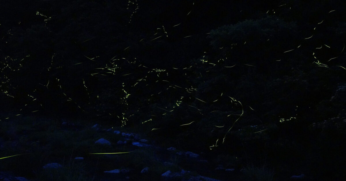 ホタルの里公園 | ナタショウトレイルランニングレース公式サイト